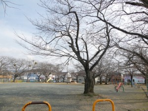 周辺 横手公園(260m)