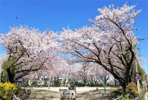 周辺 小坂井中央公園(160m)